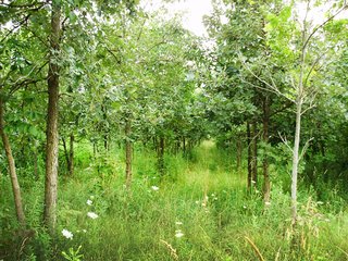Property photo 6 - OUTSTANDING LAND AUCTION - 170+/- ACRES IN 5 TRACTS IN WAYNE COUNTY, INDIANA